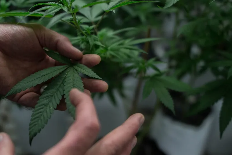 Grow Your Own: The Cannabis DIY Movement That's Taking Root Across America