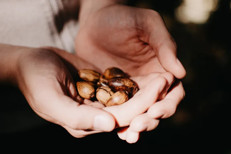 Seed by Seed: The Grassroots Fight to Keep Cannabis Genetics Out of Corporate Hands